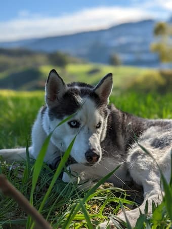 Couple with husky looking for people to look for housing with! 1