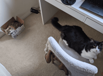 cat lover wanted!!!! to cat watch for 6mo $$ 1