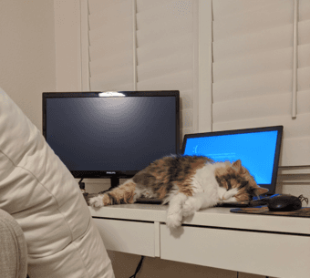 cat lover wanted!!!! to cat watch for 6mo $$ 2