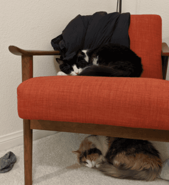 cat lover wanted!!!! to cat watch for 6mo $$ 3