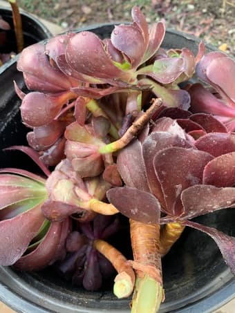 Healthy succulents to share 1