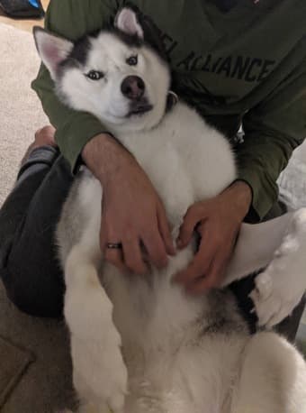 Couple with husky looking for people to look for housing with! 2