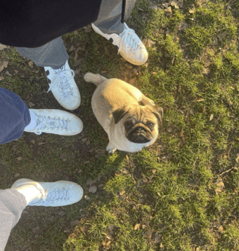 Couple with a cute pug looking for house (maybe, rommates) 1