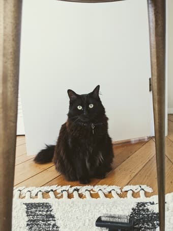 Stanford postdoc (33F) looking for a housemate! 1