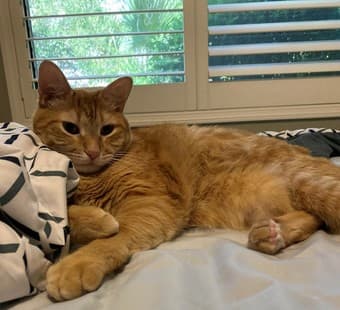 Looking for roommate(s) or room in shared house/apt 1