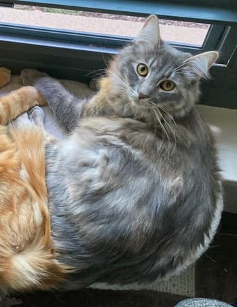 Lost cat -- please help find Goose! 1