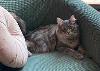 Lost cat -- please help find Goose! 2
