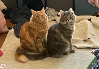 Lost cat -- please help find Goose! 3