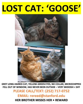 Lost cat -- please help find Goose! 4