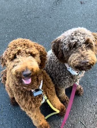 NEED YOUR DOG WALKED?? Woof. Problem solved :) 1