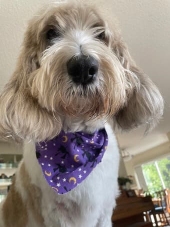 Dog walker starting February 1