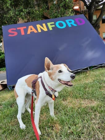 Looking for a house/dog sitter for elderly dog in March 1