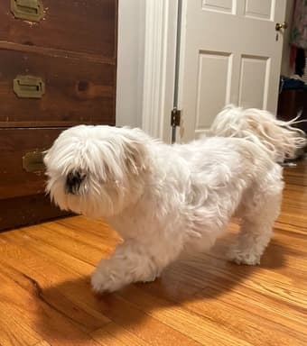 DOG WALKING OFFERED! 1