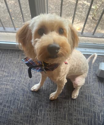 Dogsitter wanted 22 March - 4 April. Apartment available on campus 1