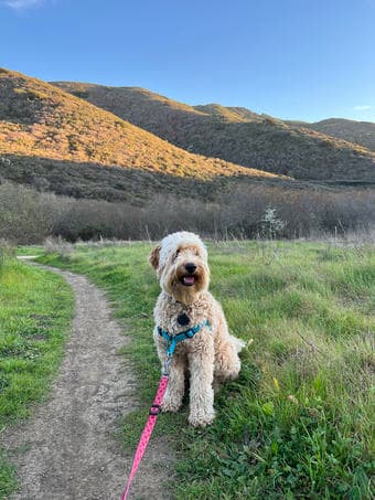 Dog sitter wanted for mini Goldendoodle from March 22nd - April 4th! 1