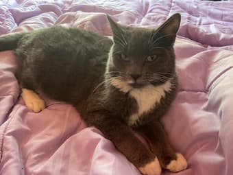 Two kittens in urgent need of a temp (or hopefully permanent) home! 1