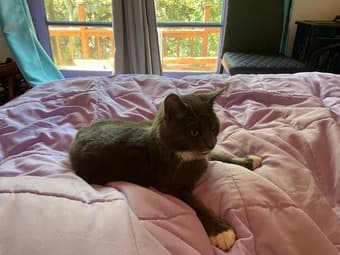 Two kittens in urgent need of a temp (or hopefully permanent) home! 2