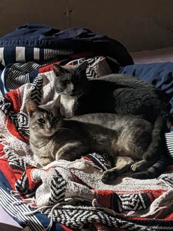 Two kittens in urgent need of a temp (or hopefully permanent) home! 3