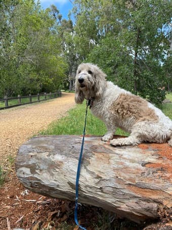 Dog walker starting June 1 1