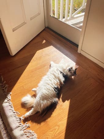 House/Pet Sitter for July 1