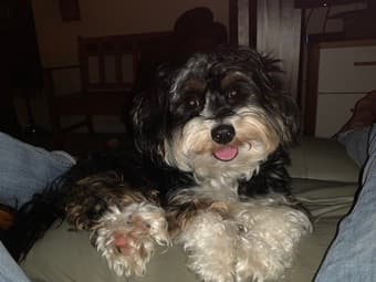 Looking for a dog sitter while I am away 1