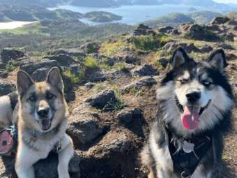 Dogsit in SF! $360 for 1.5 weeks 1