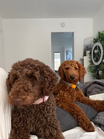 NEED YOUR DOG WALKED?? Woof. Problem solved :) 1