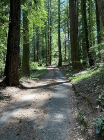 4 Bed / 2 Bath Home, 25 Minute Drive from Stanford 3