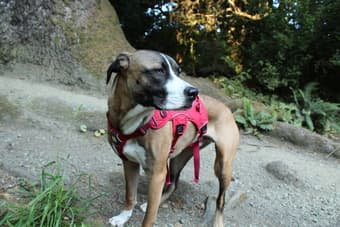 Master Bedroom Available in Palo Alto 2 miles from campus 4