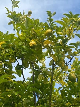 $980 private furnished room in 2br/1BA unit of Menlo Park from Aug 22. 4