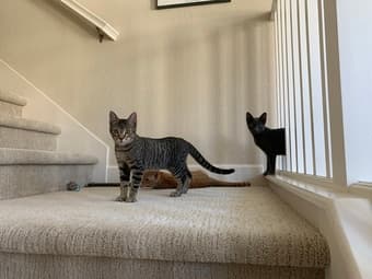 Adorable and playful kittens available for adoption 1