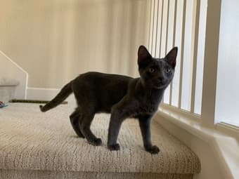 Adorable and playful kittens available for adoption 2