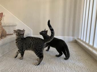 Adorable and playful kittens available for adoption 3