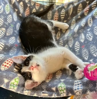 URGENT: Rescue Kittens Need Foster NOW! 1