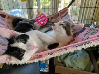 URGENT: Rescue Kittens Need Foster NOW! 2