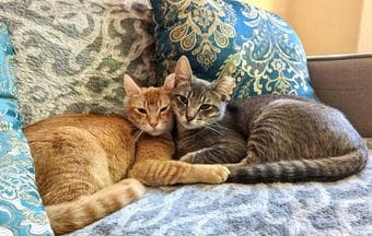 URGENT: Rescue Kittens Need Foster NOW! 3