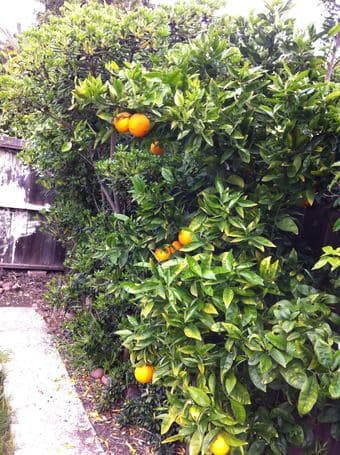 $1280 small studio for rent in Menlo Park from 10/16/2023 3