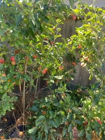 $1280 small studio for rent in Menlo Park from 10/16/2023 4