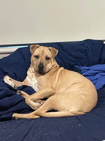 Dogsitting over Winter Break, $600+ in Compensation 1