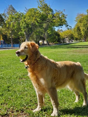 Evening dogwalker needed 1