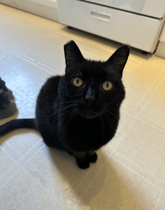 Free - Cat sit in our 2 bedroom apartment next to campus (12/20-1/3) 1