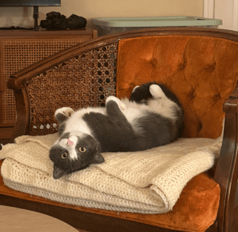 Catsitting job! Dec 27-29 1