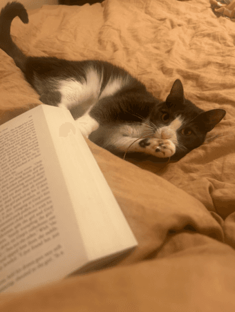 Catsitting job! Dec 27-29 2