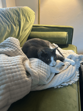 Catsitting job! Dec 27-29 3