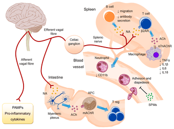 Immunology Researcher - Cholinergic Anti-Inflammatory Pathway (CAP) 1