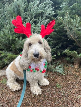 Dog walker starting Jan 8 1