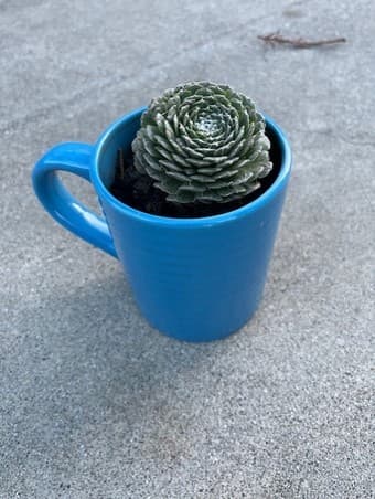 Beautiful Succulent flower 1