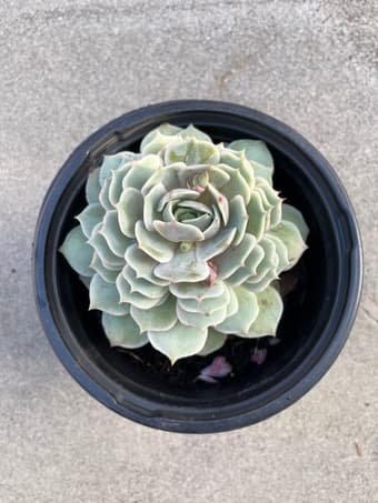 Beautiful Succulent flower 1