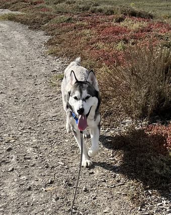 1 bedroom available for April 1st move in Palo Alto, close to Ikea 3