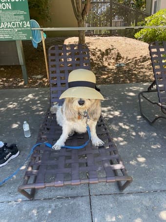 Dog walker starting  mid MarchAcross the street at Oak Creek Apartment 1